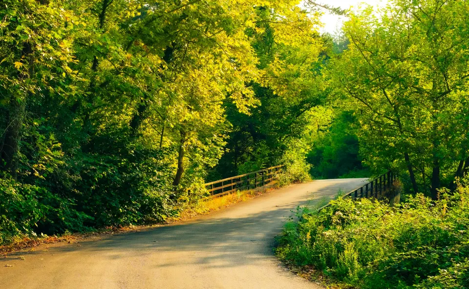 Karabük'te yeşil ağaçlarla çevrili orman yolu ve ahşap korkuluklu küçük köprü